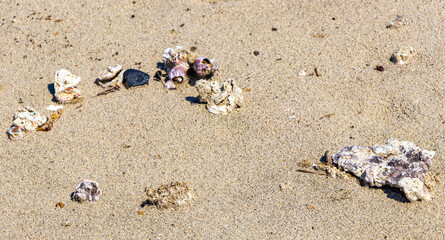 Shells on the sand at the beach and sea Brazil.