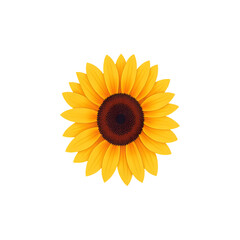 yellow, vector, sunflower, illustration, flower, bright, realistic, isolated, garden, flora, summer, beauty, nature, floral, spring, white, natural, beautiful, orange, botany, background, botanical, o