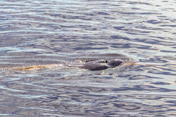 Fototapeta premium Pink Amazon river dolphin dolphins Rio Negro in Amazonas Brazil.