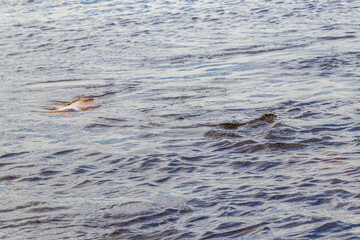 Fototapeta premium Pink Amazon river dolphin dolphins Rio Negro in Amazonas Brazil.
