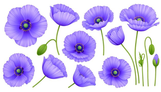 A collection of stylized, vibrant, purple poppy illustrations with green stems and buds, arranged in various perspectives