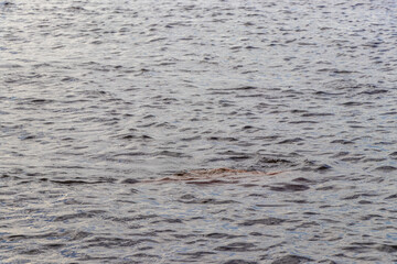 Pink Amazon river dolphin dolphins Rio Negro in Amazonas Brazil.