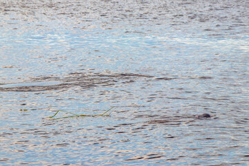 Pink Amazon river dolphin dolphins Rio Negro in Amazonas Brazil.
