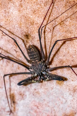 Scorpion spider cave insect on the rock wall Amazonas Brazil.