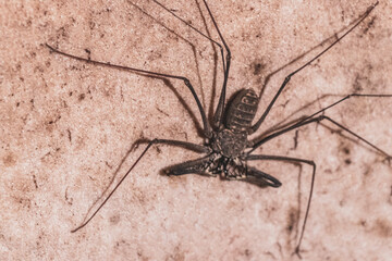 Scorpion spider cave insect on the rock wall Amazonas Brazil.