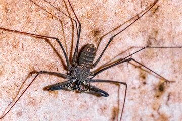 Scorpion spider cave insect on the rock wall Amazonas Brazil.