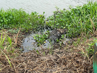 the green leaf in pond