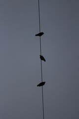 birds on a wire