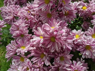 pink  Striped chrysanthemum flowers