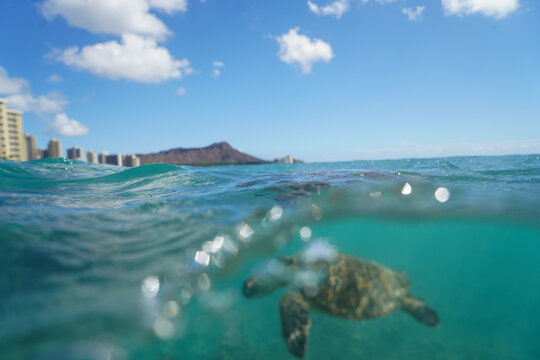 Swimming with Wild Hawaiian Green Sea Turtles off the shore of Waikiki, in Hawaii 