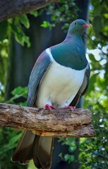 Kereru New Zealand Wood Pigeon