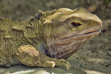 Tuatara Closeup