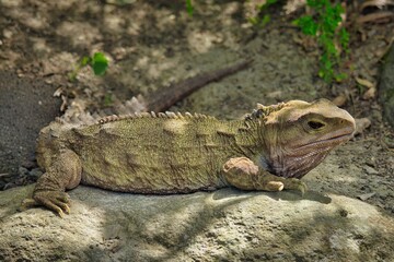 Adult New Zealand Native Tuatara