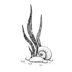 Vector black and white illustration of underwater seaweed and a shell. The drawing is done in ink in a childish style. Hand-drawn for postcards and coloring books.