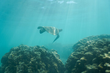 Fototapeta premium Swimming with Wild Hawaiian Green Sea Turtles off the shore of Waikiki, in Hawaii 