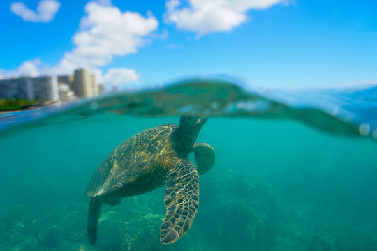 Swimming with Wild Hawaiian Green Sea Turtles off the shore of Waikiki, in Hawaii 