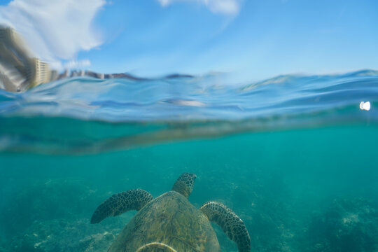 Swimming with Wild Hawaiian Green Sea Turtles off the shore of Waikiki, in Hawaii 
