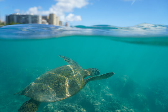 Swimming with Wild Hawaiian Green Sea Turtles off the shore of Waikiki, in Hawaii 