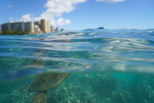 Swimming with Wild Hawaiian Green Sea Turtles off the shore of Waikiki, in Hawaii 