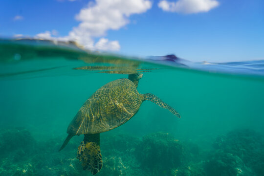Swimming with Wild Hawaiian Green Sea Turtles off the shore of Waikiki, in Hawaii 