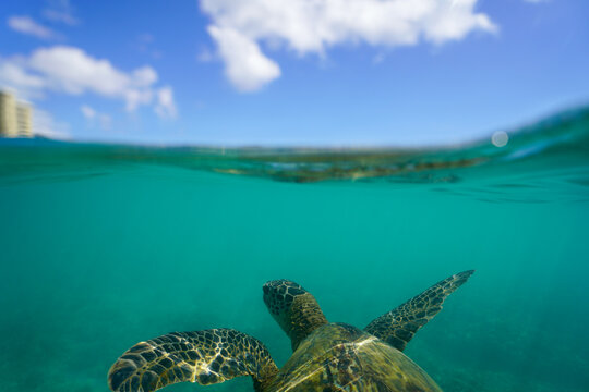 Swimming with Wild Hawaiian Green Sea Turtles off the shore of Waikiki, in Hawaii 