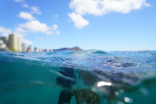 Swimming with Wild Hawaiian Green Sea Turtles off the shore of Waikiki, in Hawaii 