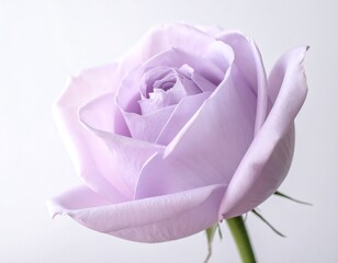 A delicate lavender-colored rose bloom, captured in a close-up, revealing intricate petal layers. A soft focus, pure background