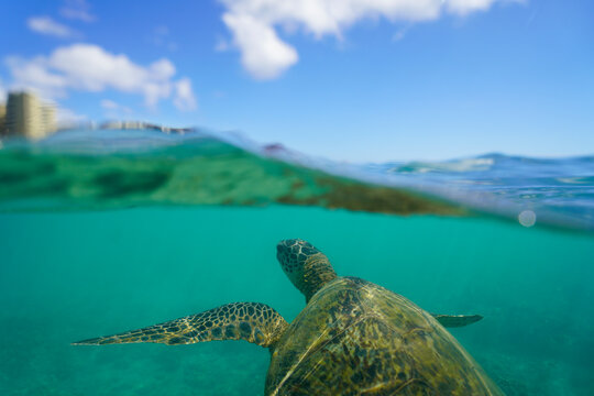 Swimming with Wild Hawaiian Green Sea Turtles off the shore of Waikiki, in Hawaii 