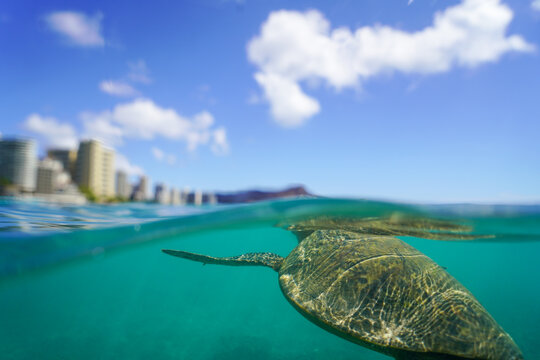 Swimming with Wild Hawaiian Green Sea Turtles off the shore of Waikiki, in Hawaii 