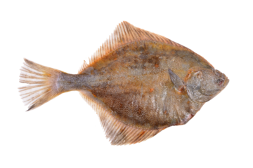 Fish flounder on a white background isolated