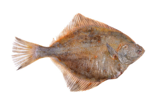 Fish flounder on a white background isolated