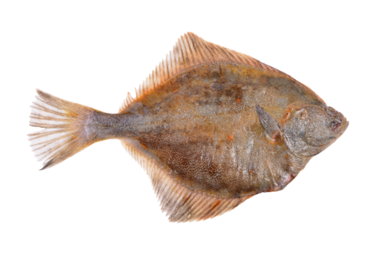 Fish flounder on a white background isolated