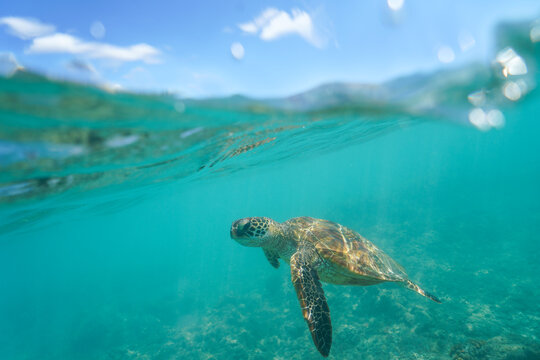 Swimming with Wild Hawaiian Green Sea Turtles off the shore of Waikiki, in Hawaii 