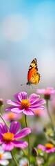 Obraz premium Vibrant cosmos blooms & butterfly, sunlit meadow, macro, soft focus bokeh, floral, wildlife