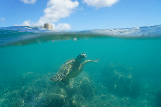 Swimming with Wild Hawaiian Green Sea Turtles off the shore of Waikiki, in Hawaii 