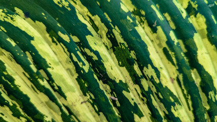 Green and yellow leaf texture, Natural green leaves using as nature background wallpaper or tropical leaf cover page. Close-Up of a Vivid Green and yellow Leaf with Detailed Vein Structure.
