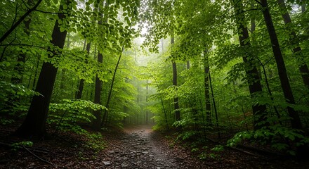 Lush green forest path winding through a serene and misty woodland