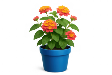 Lantana camara plant growing colorful orange and red flowers in a blue pot, transparent background