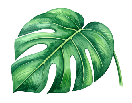 Artistic watercolor monstera leaf
