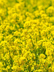 たくさんの美しい菜の花