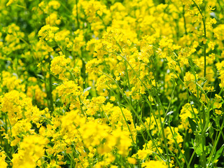 たくさんの美しい菜の花