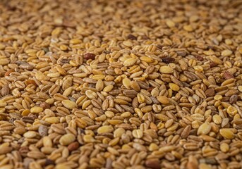 A detailed, rustic texture background created by a dense scattering of assorted dry cereal grains, perfect for food themes and health concepts ,backdrop ,food ,raw