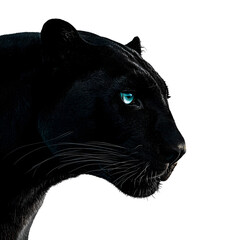 Striking Gaze of a Black Panther: A majestic black panther, its sleek ebony fur gleaming, fixes a gaze with piercing sapphire eyes, exuding an aura of power and mystery.
