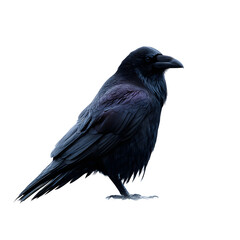 Raven's Introspection: A solitary raven, cloaked in its dark plumage, gazes with an air of contemplation. The image evokes a sense of mystery and intelligence.