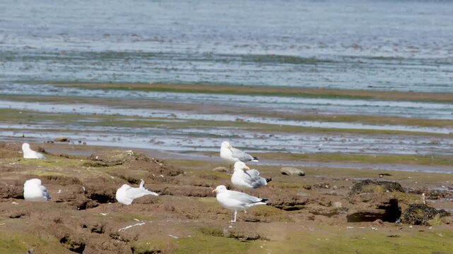 Gulls Resting and Interacting on Cromarty Tidal Flats Shoreline