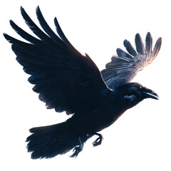 Soaring Raven: A majestic raven soars gracefully through the air, its dark plumage contrasting against the bright sky, a symbol of freedom and mystery.