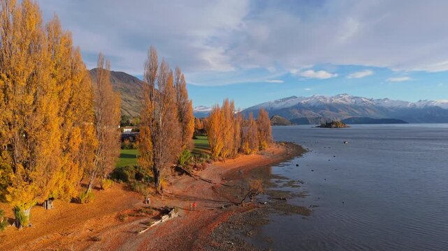 beautiful drone view above lake wanaka in autumn we cans wonderful view of colorful autumn leaves tree along lake shore with snow cap mountain ridge Wanaka South Island New Zealand   
