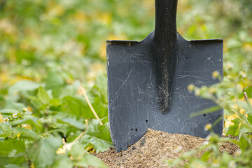 Shovel Stuck in Fresh Garden Soil Amid Greenery, Ready for Planting and Digging Tasks