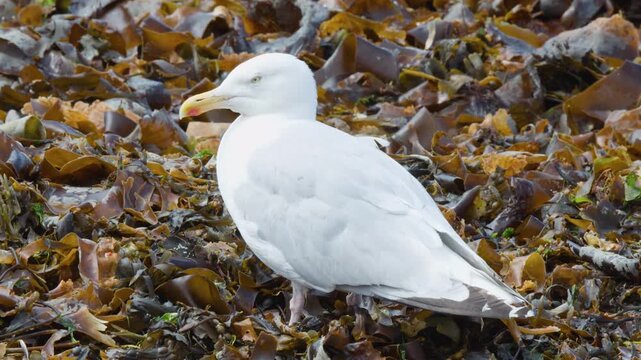 Seagull Standing on Seaweed-Covered Shore in Cromarty, Scotland