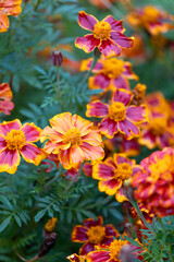 Marigolds in full, glorious bloom